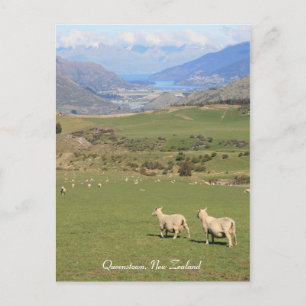 Cartão Postal Ovelha com vista, Queenstown NZ - Cartão-postal