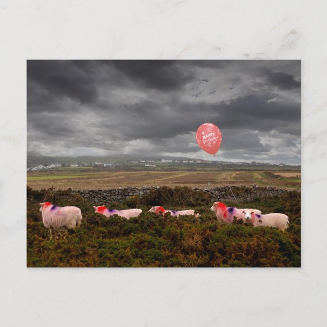 Cartão Postal Ovelha de aniversário (Frente)