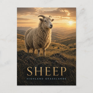 Cartão Postal Ovelha Highland Pastagens Vida Selvagem ANIMAL