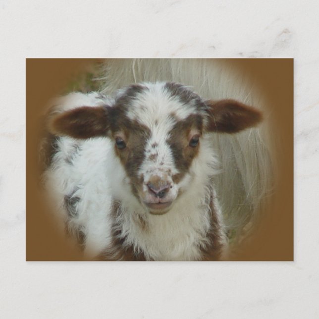 Cartão Postal Ovelha - Lambe Castanho (Frente)