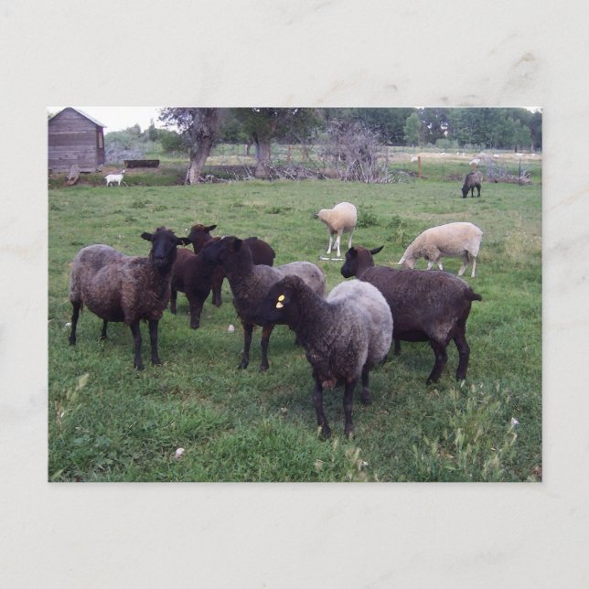 Cartão Postal Ovelha Negra (Frente)