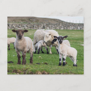 Cartão Postal ovelha Shetland