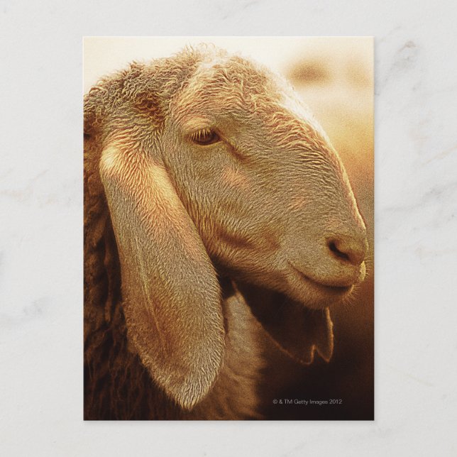 Cartão Postal Ovelhas de Orelhas Longas Dolomitas, Itália (Frente)