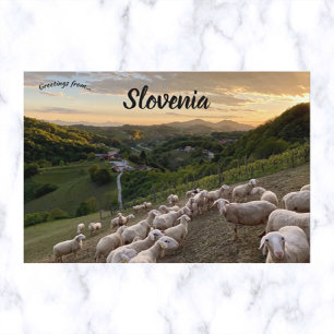 Cartão Postal Ovelhas na Eslovênia