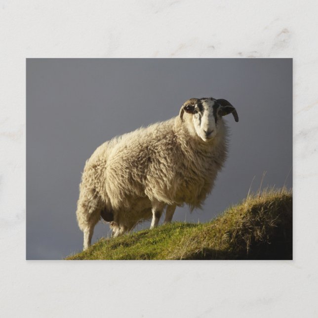 Cartão Postal Ovelhas, Península de Trotternish, Ilha de Skye, (Frente)