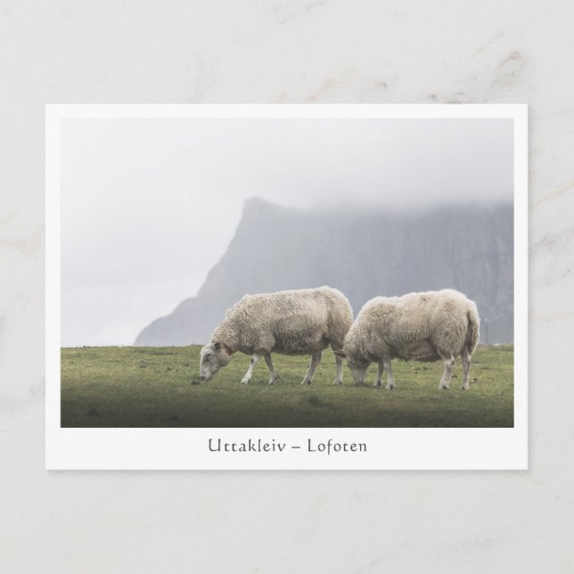Cartão Postal Ovelhas Uttakleiv Ilhas Lofoten (Frente)