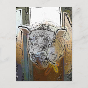 CARTÃO POSTAL OVINO