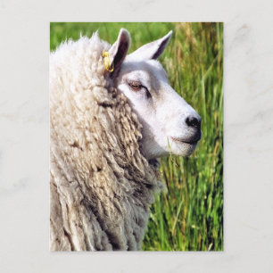 CARTÃO POSTAL OVINO DE BOVINO