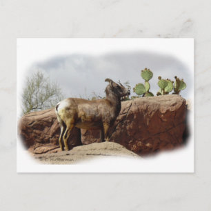 Cartão Postal Ovinos de Montanha do Deserto