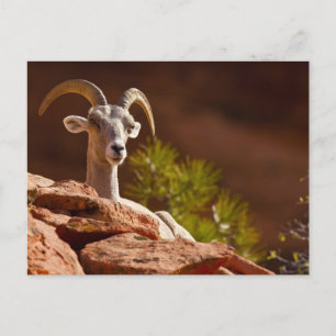 Cartão Postal Ovinos do Desert Bighorn (Ovis canadensis nelsoni)
