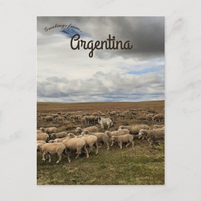 Cartão Postal Ovinos em Tierra del Fuego Argentina (Frente)