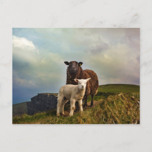 CARTÃO POSTAL OVINOS - LIMPAS DE MÃE, LISCANNOR, IRLANDA