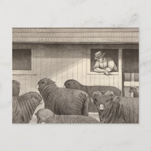 Cartão Postal Ovinos merinos franceses