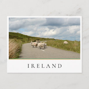 Cartão Postal Ovinos na estrada na Irlanda