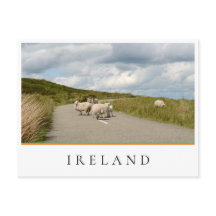 Ovinos na estrada na Irlanda