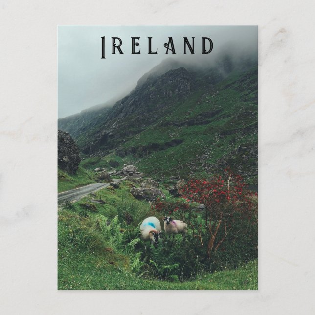 Cartão Postal Ovinos no nevoeiro (Frente)