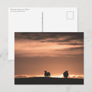 Cartão Postal Ovinos Soldados Lofoten