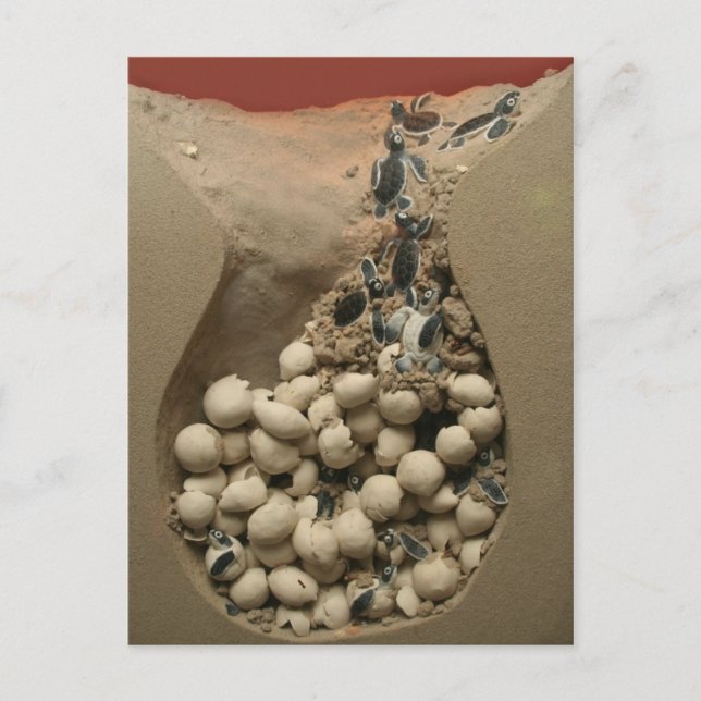 Cartão Postal Ovos De Tartaruga De Bebê (Frente)