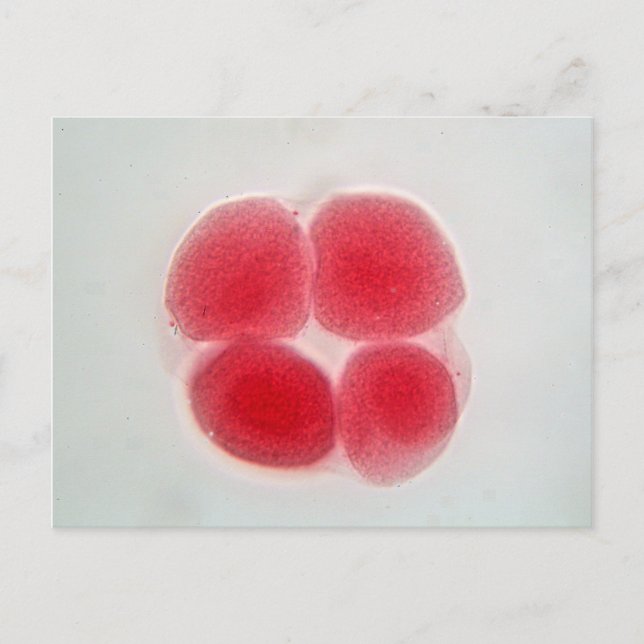 Cartão Postal Óvulo fertilizado ao microscópio (Frente)