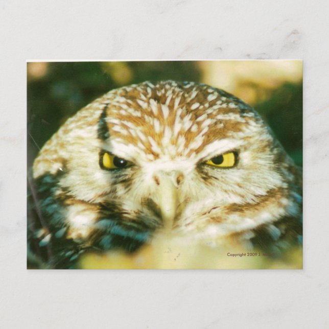 CARTÃO POSTAL OWL (Frente)