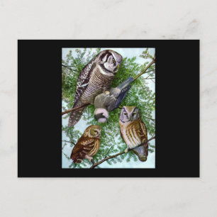 Cartão Postal Owl Art