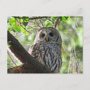 Cartão Postal Owl Photo