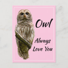 Owl Sempre Te Ama