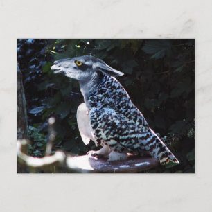 Cartão postal Owlama