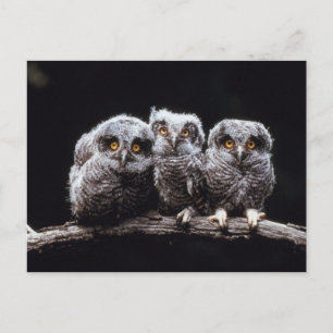 Cartão Postal Owlet Trio