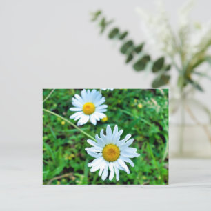 Cartão Postal Ox-Eye Daisies