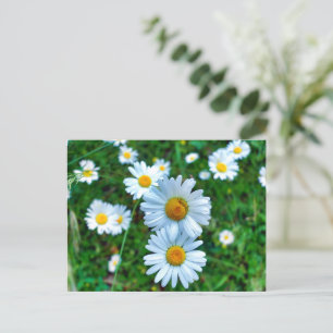 Cartão Postal Ox-Eye Daisies