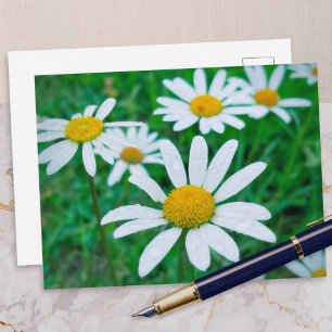 Cartão Postal Oxeye Daisy Flowers Fotografia de Prado