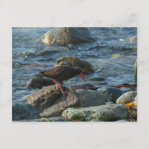 Cartão Postal Oystercatcher Preto