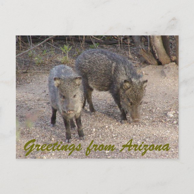 Cartão Postal P1010080, saudações da Arizona (Frente)