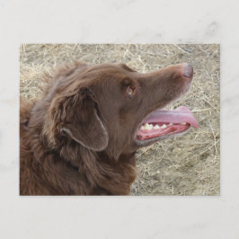 Cartão Postal P4 Flatlandersam