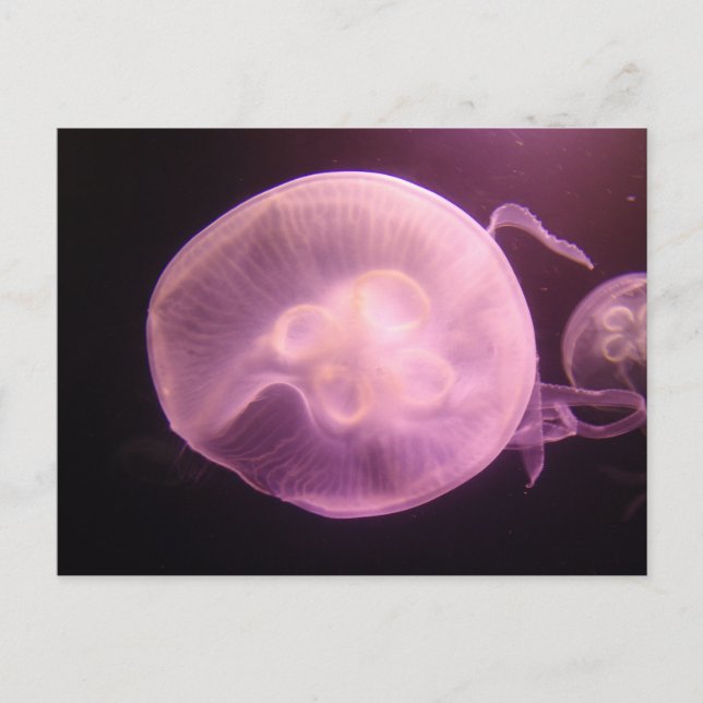 CARTÃO POSTAL P6250304 (Frente)