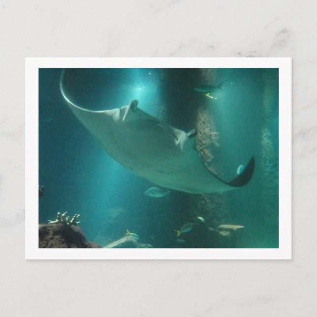 CARTÃO POSTAL P6250309 (Frente)