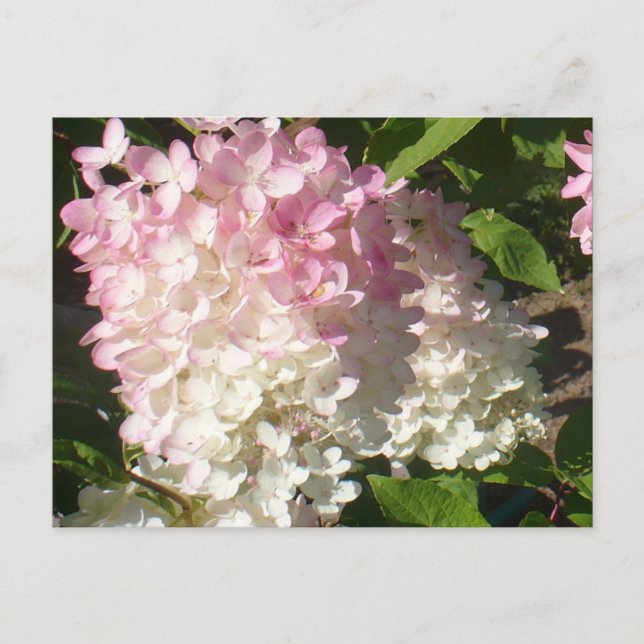 Cartão postal P.D. Hydrangea (Frente)