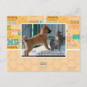 Cartão Postal Paciência, Gafanhoto.