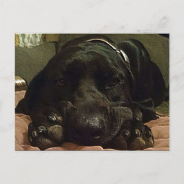 Cartão Postal Pacientemente Esperando