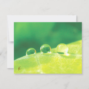Cartão Postal Pacífica, Elegante, Pequenas Gotas na Natureza Fol