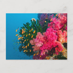 Cartão Postal Pacífico Sul, Fiji, Viti Levu, Bligh Water,