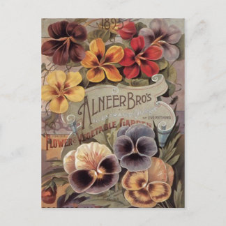 Cartão Postal Pacote Assorted vintage da semente dos Pansies