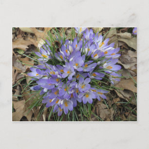 Cartão Postal Pacote Crocus