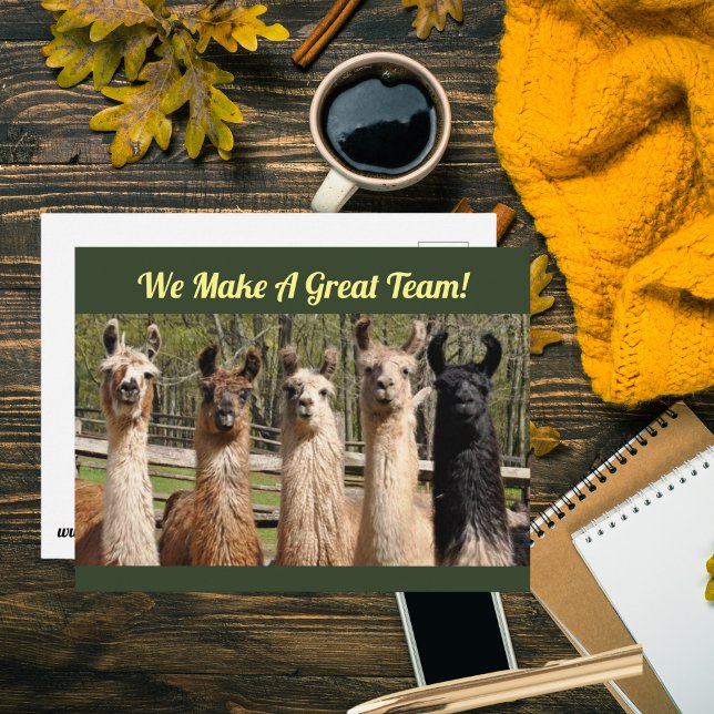Cartão Postal Pacote de Llamas Felizes Juntos (Is your work team just the best? Tell them with a postcard~!)
