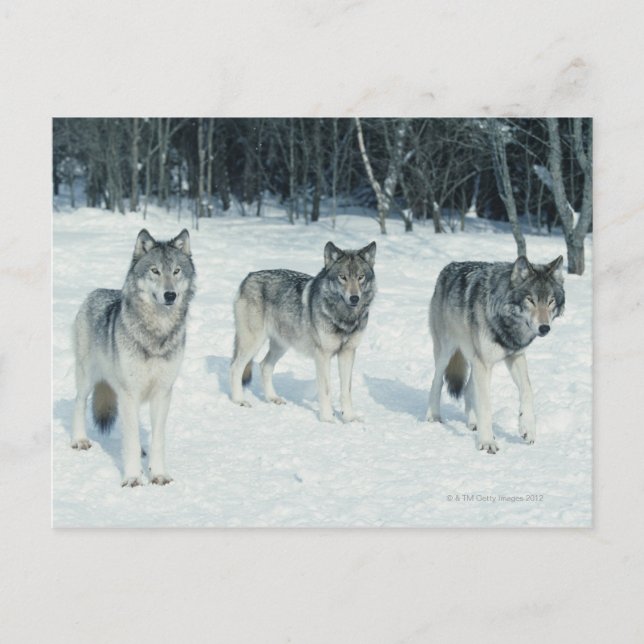 Cartão Postal Pacote de lobos na borda de neve (Frente)