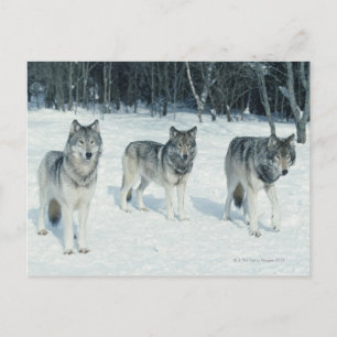 Cartão Postal Pacote de lobos na borda de neve