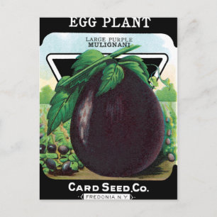 Cartão Postal Pacote de Semente de EggPlant
