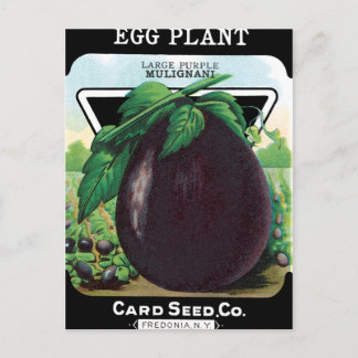 Cartão Postal Pacote de Semente de EggPlant