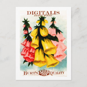 Cartão Postal Pacote de Sementes de Dedaleira Digitalis Sortidas